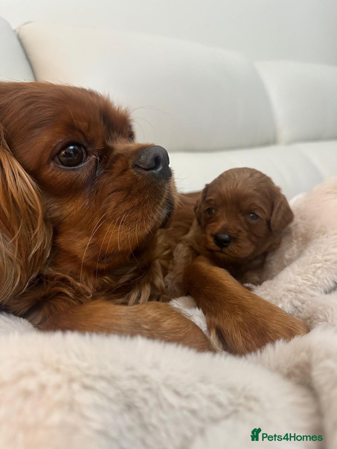 Cavapoo dogs for sale: 🐾 Beautiful F1 Cavapoos – Raised with Love  🐾 - Advert 32