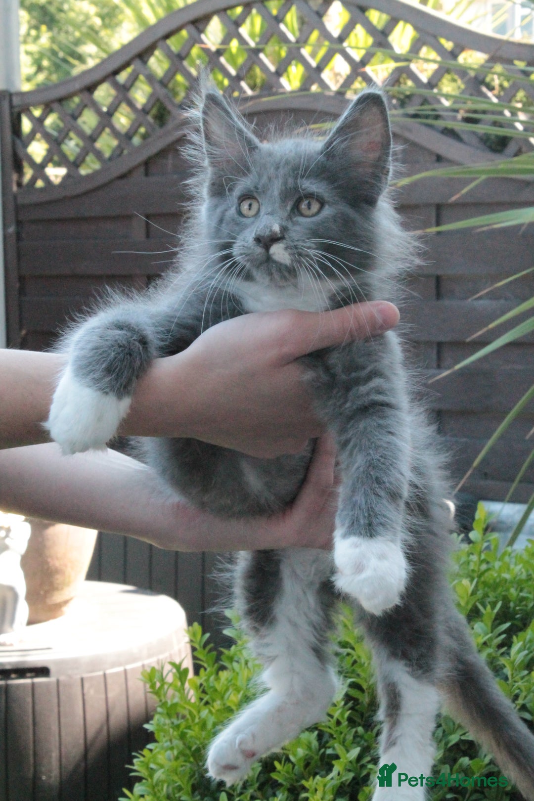 Maine Coon cats for sale: Boy 2 - Rain  - TICA Pedigree Kittens - Imported Parents - Image 12