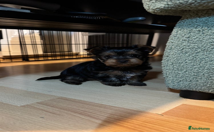 Yorkshire Terrier dogs 💙Boy and ❤️girl -mini Yorkshire terrier  - Advert 12