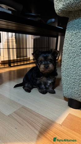 Yorkshire Terrier dogs 💙Boy and ❤️girl -mini Yorkshire terrier - Advert 12