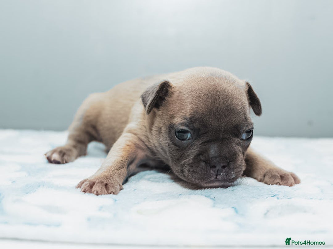 French Bulldog dogs for sale: 5 boys and 3 girls - DEPOSITS BEING TAKEN - Advert 16