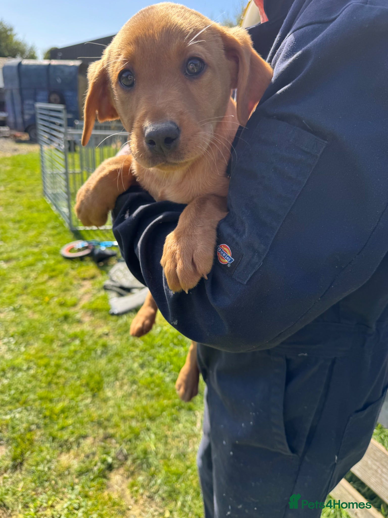 Labrador Retriever dogs 🐾 Last Fox Red Labrador Puppy Male 🐾 - Advert 1