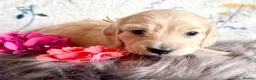 Miniature Dachshund dogs for sale: White/light cream tiny miniature dachshunds - Advert 13