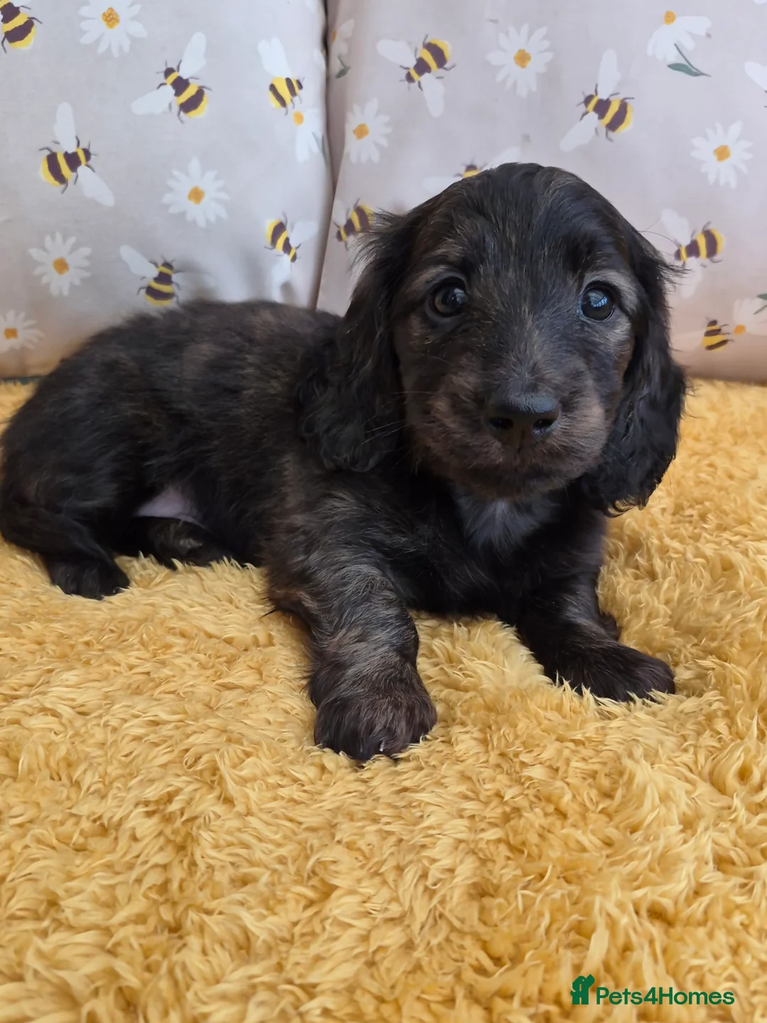 Miniature Dachshund dogs for sale: Mini long dachshunds  - Advert 2