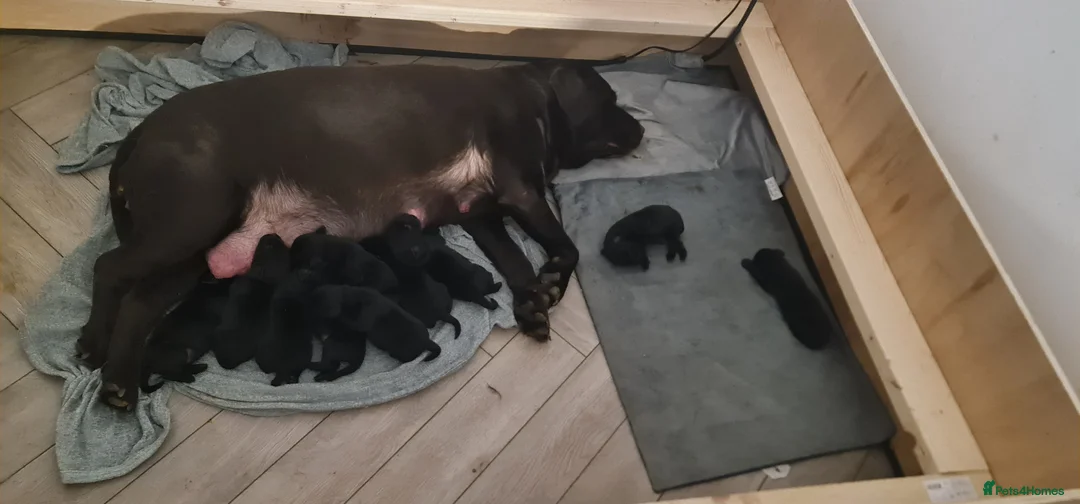 Labrador Retriever dogs for sale: Labrador Puppies  - Advert 2