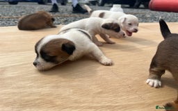 Mixed Breed dogs for sale: Chihuahua and Jack Russell mix puppies - Image 14