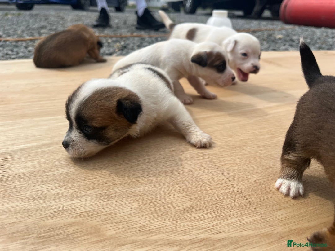 Mixed Breed dogs for sale: Chihuahua and Jack Russell mix puppies - Image 14