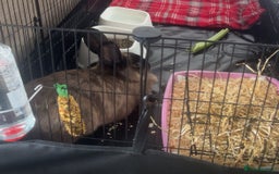 English rabbits for sale: Bunny free to a good home - Image 1