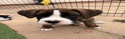 Boxer dogs for sale: 2 Boys remaining..... Bobtail Boxer Puppies - Advert 12