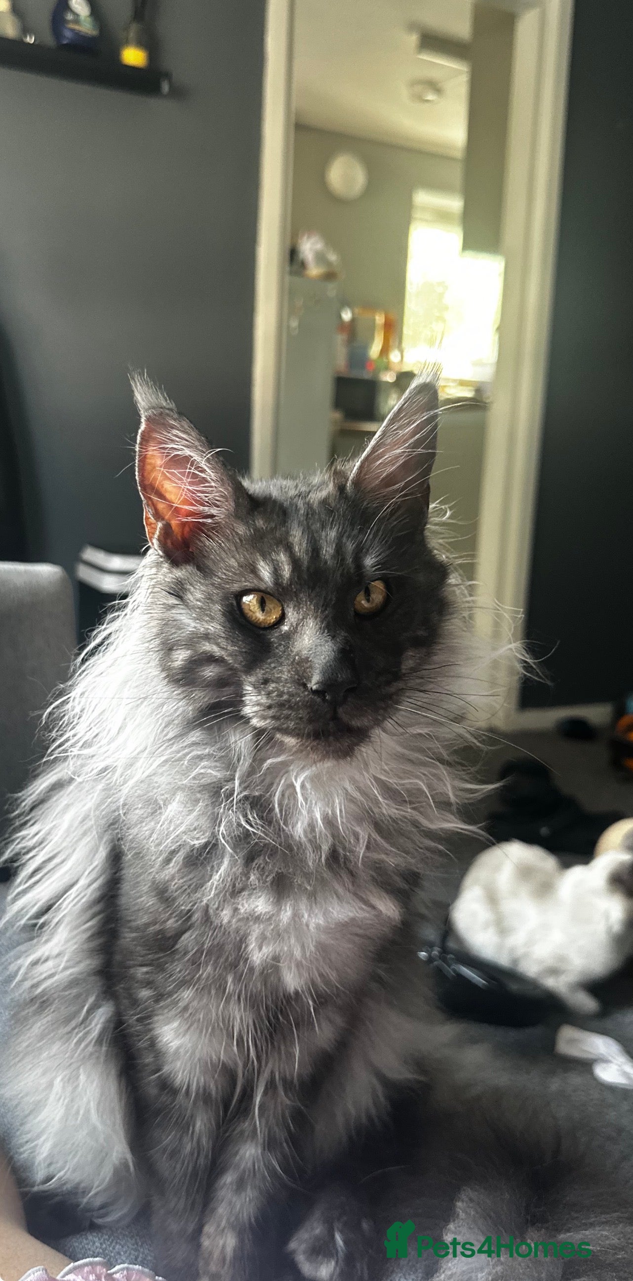 Maine Coon cats Loki  - Advert 1