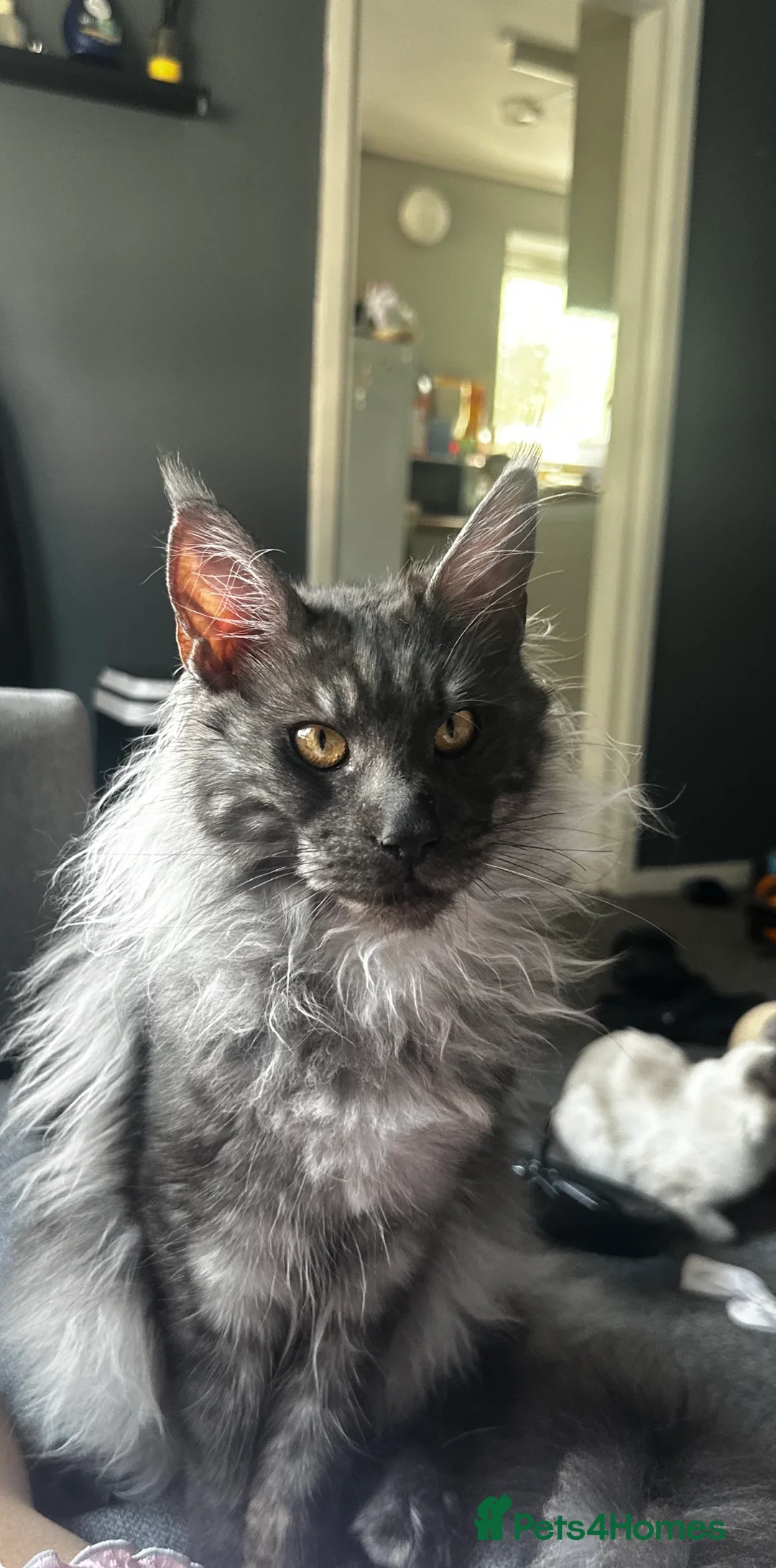 Maine Coon cats for sale: Loki  - Advert 1