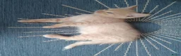 Mixed Breed cats for sale: Devon Rex Cross - Advert 9