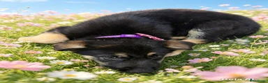 German Shepherd 8