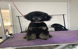 Miniature Poodle dogs for stud: For Stud, Health Tested Toy Poodle in Wareham - Image 6