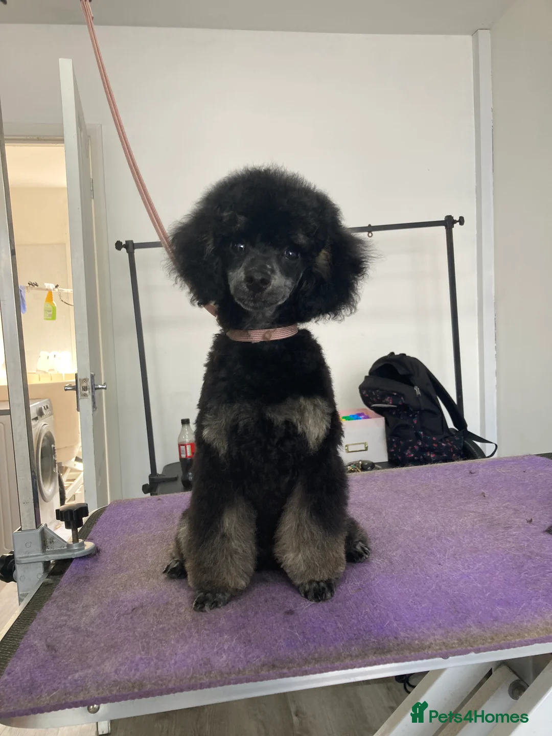 Miniature Poodle dogs for stud: For Stud, Health Tested Toy Poodle in Wareham - Advert 8