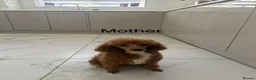 Maltipoo dogs for sale: Maltipoo puppies  - Advert 20