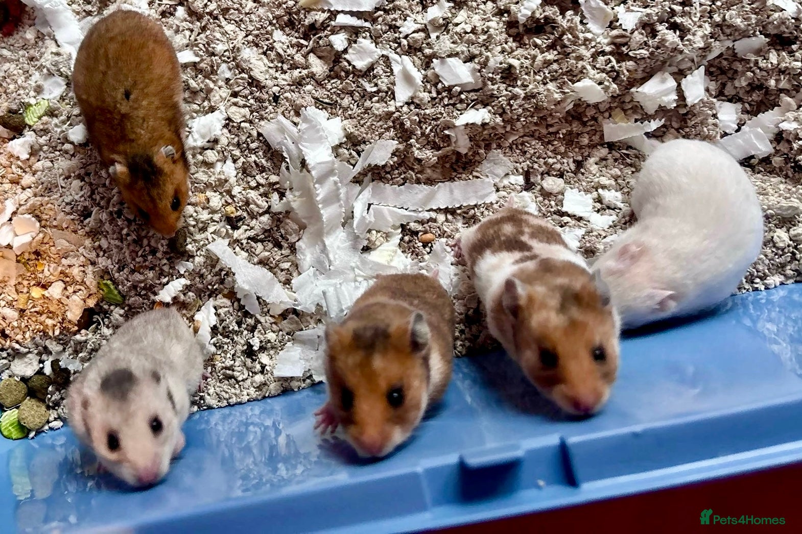 Hamster rodents Baby Syrian Hamsters - Advert 2