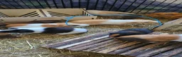 Guinea Pig rodents for sale: Guinea pigs - Advert 3