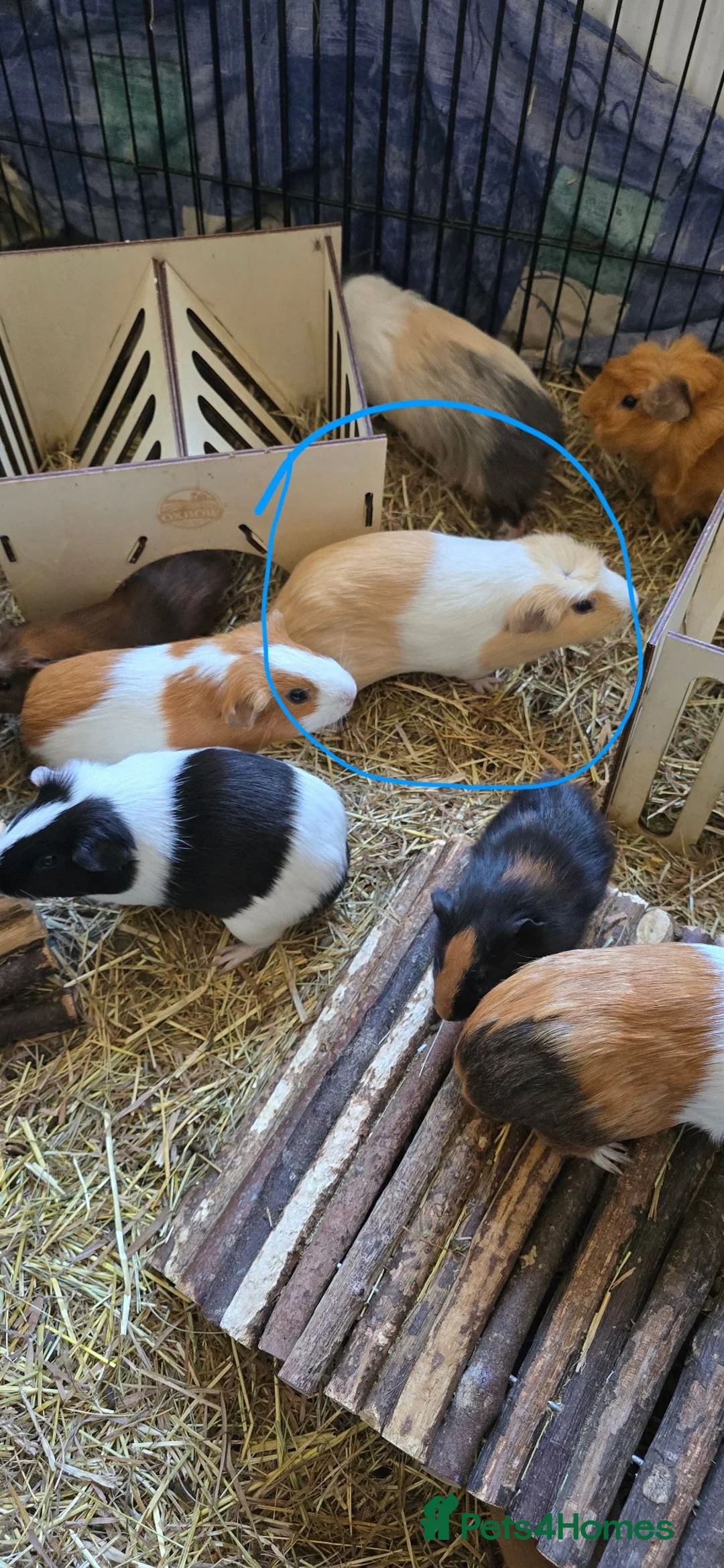 Guinea Pig rodents for sale: Guinea pigs - Advert 3