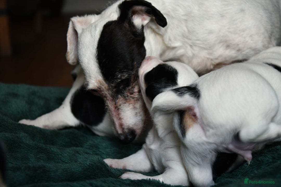Jack Russell dogs for sale: Jack Russell puppies for sale  - Image 7