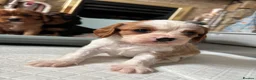 Cavalier King Charles Spaniel dogs for sale: Absolutely beautiful King Charles Cavalier puppies - Advert 4