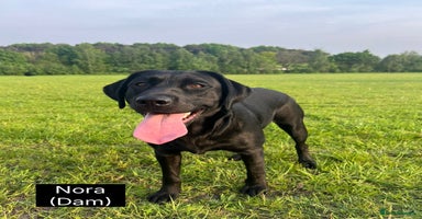 Labrador Retriever dogs - Advert 3