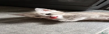 Mixed Breed 2