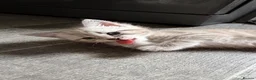 Mixed Breed cats for sale: Ragdoll Cross Ready now - Advert 7