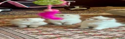 Siberian cats for sale: Siberian Neva Masquerade kittens with blue eyes in Stockport - Advert 3