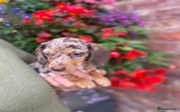 Miniature Dachshund dogs for sale: KC, PRAclear, licensed, health certificates  - Image 9