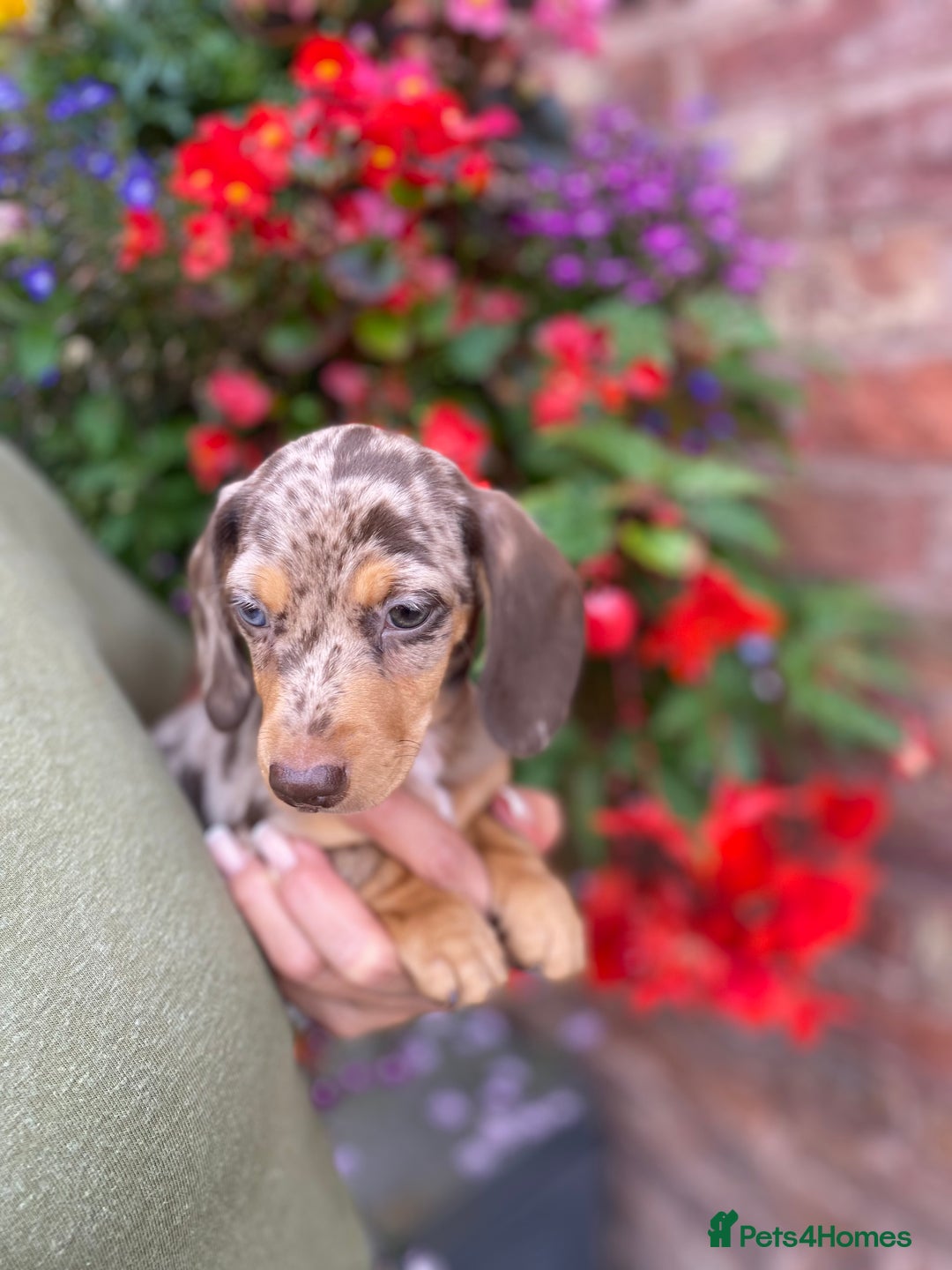 Miniature Dachshund dogs for sale: KC, PRAclear, licensed, health certificates  - Image 9