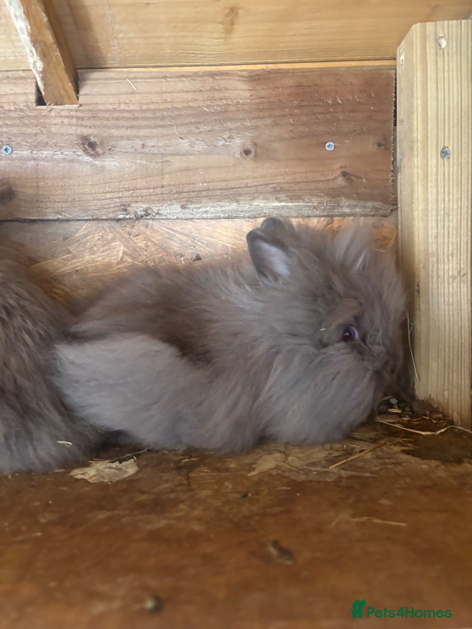 Lionhead rabbits X1 Double Maned Lionhead  - Advert 1