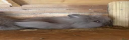 Lionhead rabbits for sale: Double Maned Lionhead  - Advert 2
