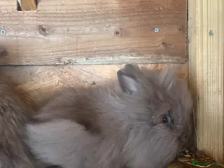 Lionhead rabbits for sale: X1 Double Maned Lionhead - Advert 1