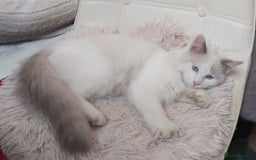 Ragdoll cats for sale: RAGDOLL BICOLOUR BOY BLUE EYES READY NOW! - Image 11