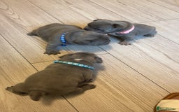 French Bulldog dogs for sale: French bulldog puppies - Image 1