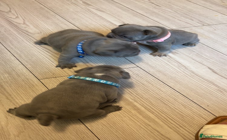 French Bulldog dogs - Advert 13