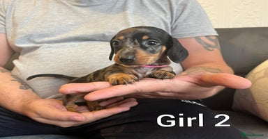 Miniature Dachshund dogs Miniature Dachshund  - Advert 12