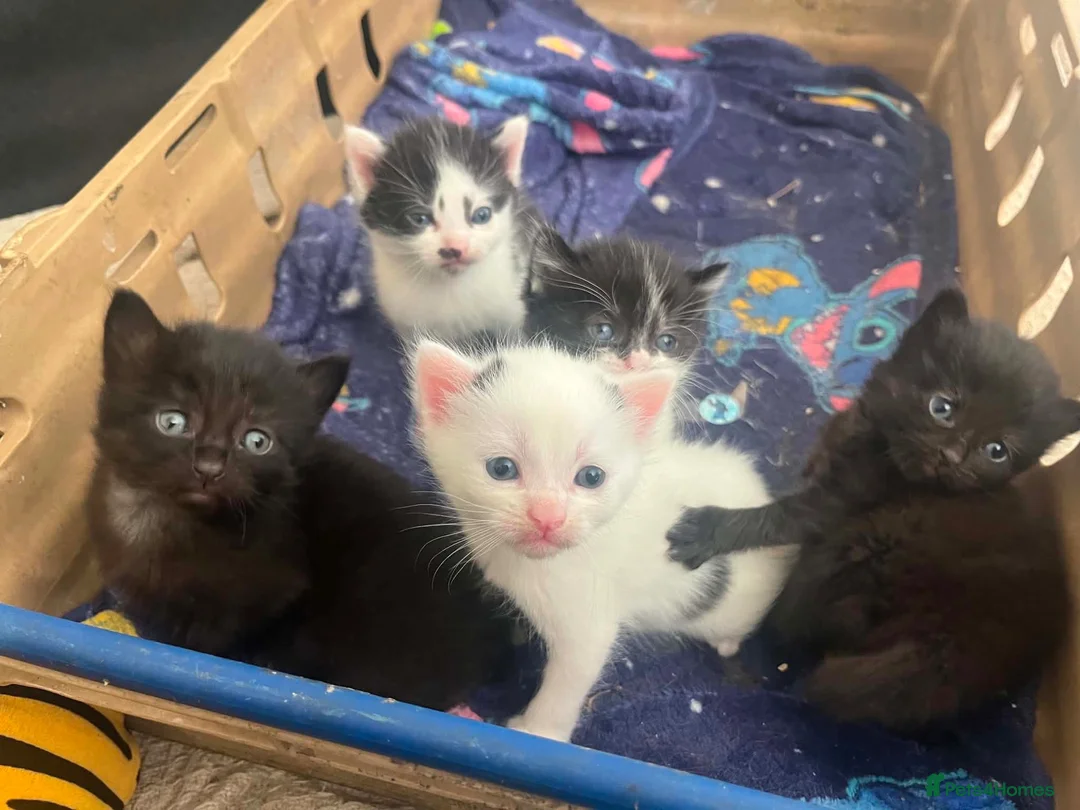 Mixed Breed cats for sale: Last of a litter of 5 kittens in Sunderland - Advert 2