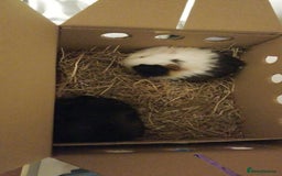 Guinea Pig rodents for sale: Two Female Baby Guinea Pair based Liverpool  - Image 2