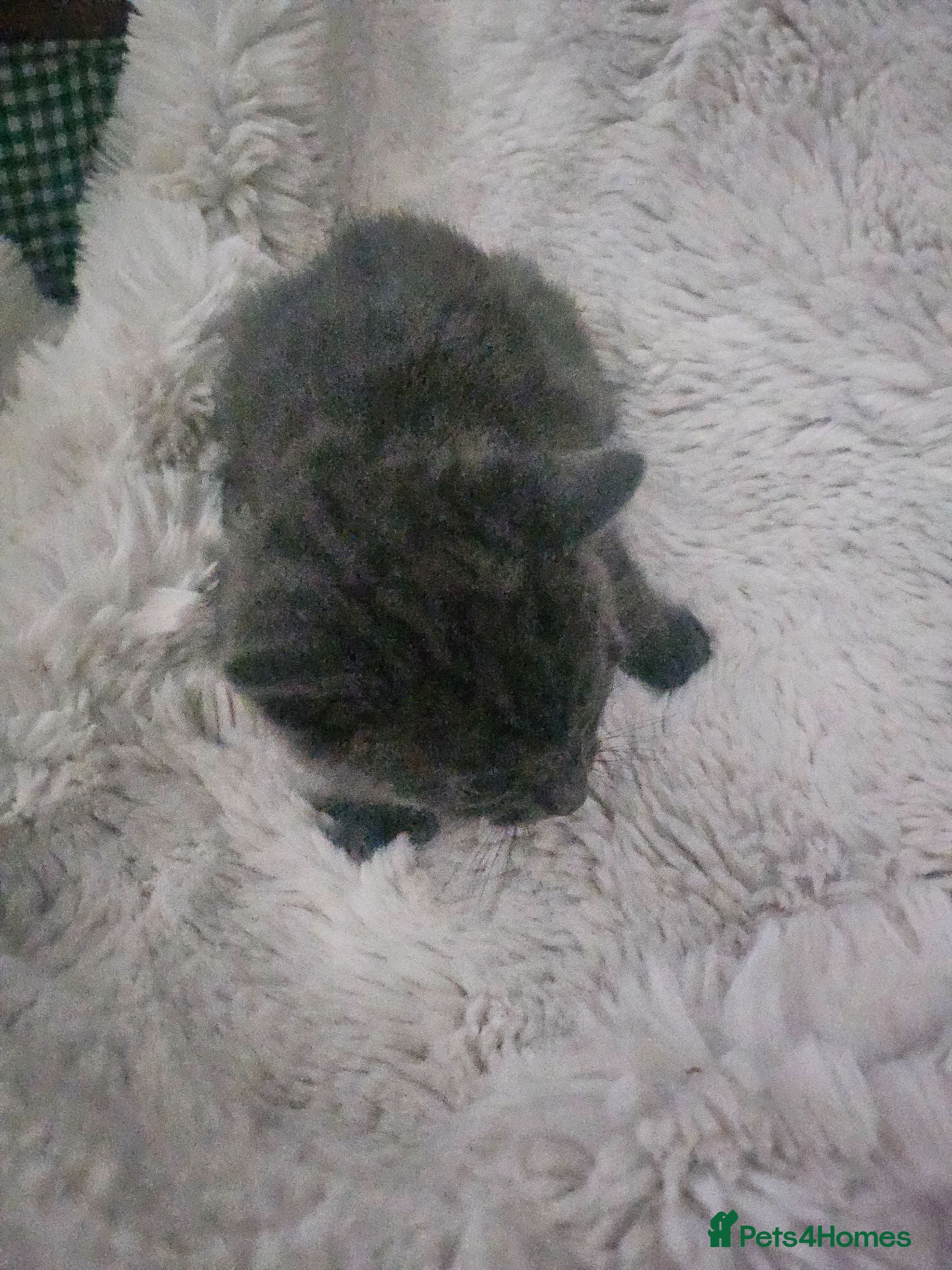 Mixed Breed cats Bengal cross kittens - Advert 2