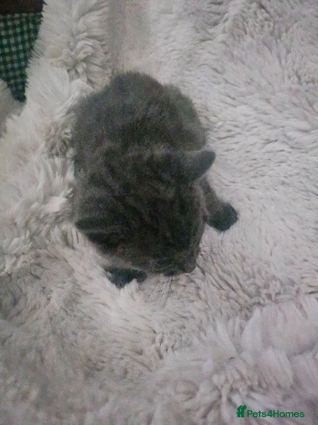 Mixed Breed cats for sale: Bengal cross kittens - Advert 2