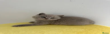 British Shorthair Storm