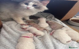 Ragdoll cats for sale: Pedigree Ragdoll Kittens for sale - Image 13