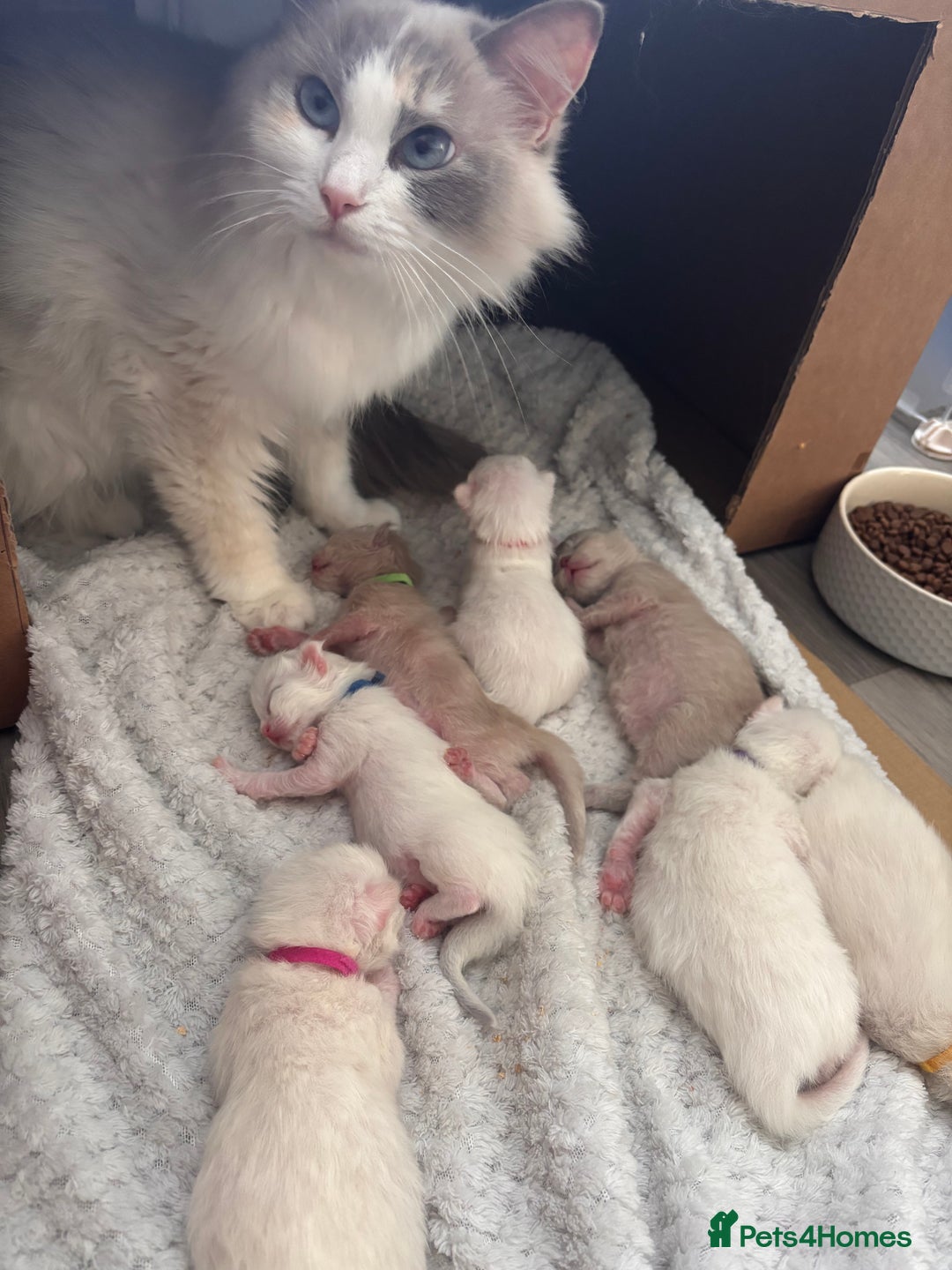 Ragdoll cats for sale: Pedigree Ragdoll Kittens for sale - Image 13