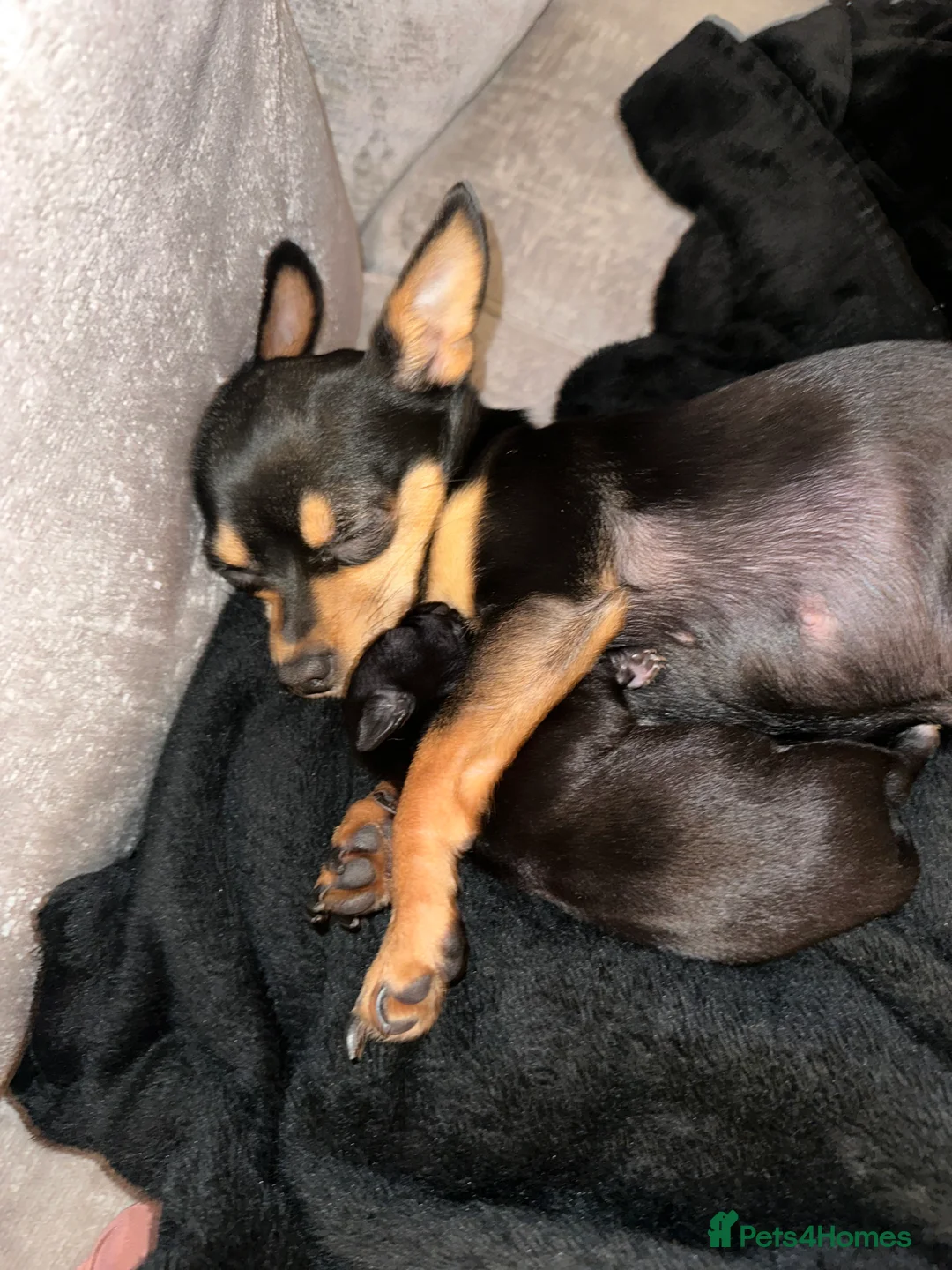 Chihuahua dogs for sale: Black chihuahua boy  - Advert 1