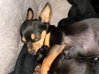 Chihuahua dogs Black chihuahua boy - Advert 1