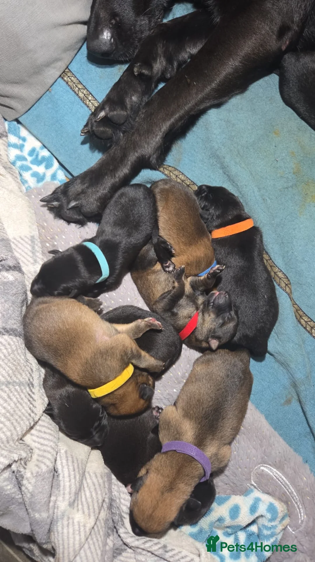 German Shepherd dogs for stud: Simba in Doncaster - Advert 3