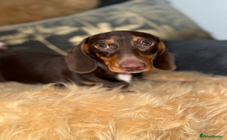 Miniature Dachshund dogs - Advert 12