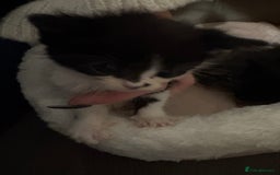 Domestic Shorthair cats for sale: Black and white kittens  - Image 4